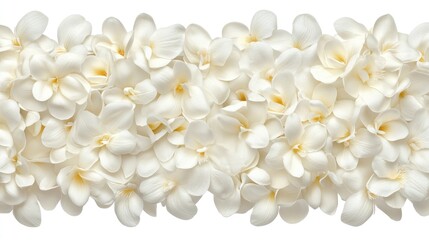 Floral Border of white flowers Macro shot of freesia frangipani plumeria blossoms photo of cream wedding sympathy flowers