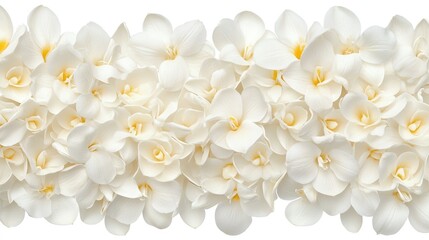 Floral Border of white flowers Macro shot of freesia blossoms photo of cream wedding sympathy flowers