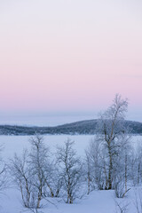 winter landscape with trees