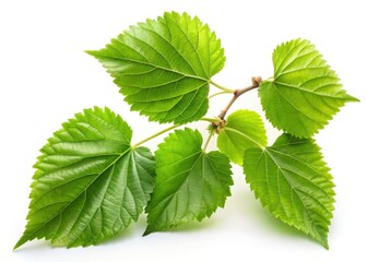 Isolated mulberry branch with leaves, high-resolution. Ideal for urban exploration photography projects and stock use.