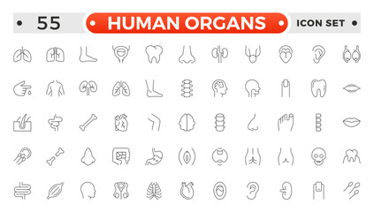 Human Organs outline icon, Organs, anatomy flat line icons set. Human bones, stomach, brain, heart, bladder, nervous system vector illustrations. Outline pictograms for medical clinic.