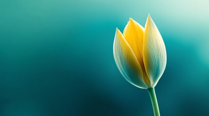 A timelapseinspired image of a flower bud blooming under soft morning light