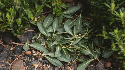 Fototapeta premium Catnip leaves scattered in a garden setting.