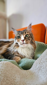 S&uuml;&szlig;e Maine Coon