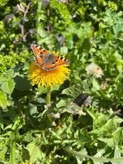 butterfly on flower
