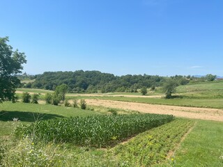 green field and blue sky