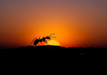 Fototapeta premium Elegant Ant Silhouette on White Background - Minimalist Insect Art, Nature Illustration, Perfect for Design Projects