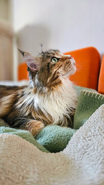 S&uuml;&szlig;e Maine Coon