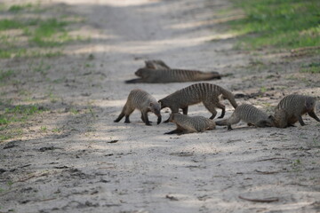 Group of Banded Mongooses Exploring a Dirt Path – African Wildlife in Natural Habitat Serengeti National Park