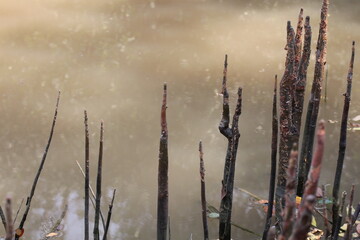  Exposed Tree Roots in Lake