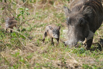 warthog in the wild, family of pumbas grazing