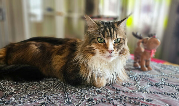 H&uuml;bsche MaineCoon 