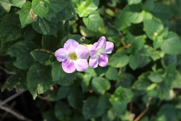 Light Purple Flowers in Bloom