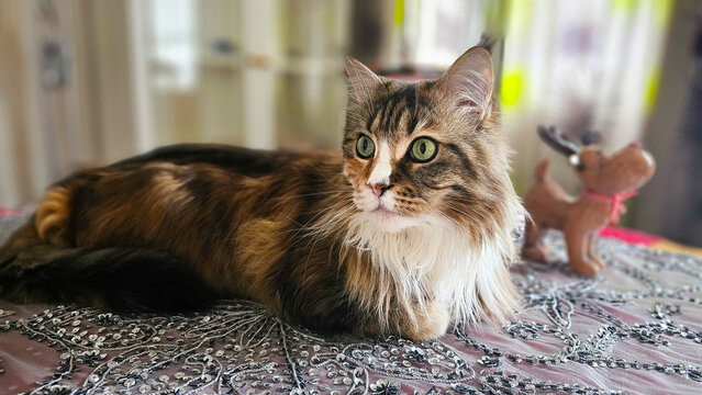 H&uuml;bsche MaineCoon 