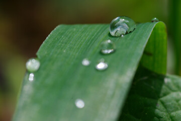 rain drops on forest leafs, close up