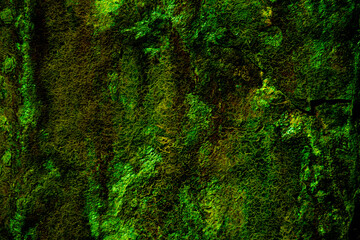 Lush Green Surface with Organic Moss-Like and Cracked Patterns