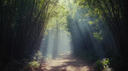 Fototapeta premium Enchanting Bamboo Forest Path with Sunbeams Filtering Through the Canopy