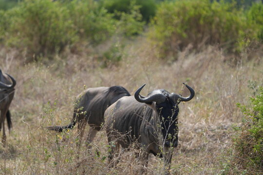 portrait of a wildebeest (gnu) in hte serengeti national park tanzania