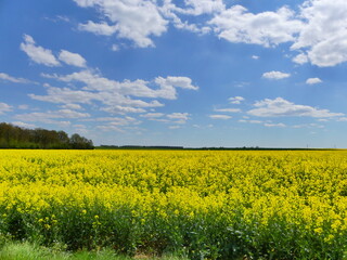 Obraz premium Champs de fleurs jaunes La Beauce France
