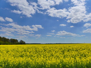 Champs de fleurs jaunes La Beauce France