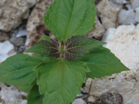 Calea ternifolia leaves (Known as "Dream Herb" or "Bitter Grass"), can be used as a wound medicine