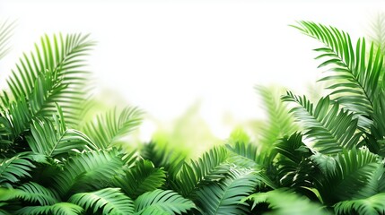 Fototapeta premium Green leaves on a white background. Green leaves and foliage of a tropical plant. Isolated background of ferns and fishtails in a png bush. White background lifestyle with green leaves.