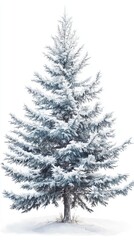 Fototapeta premium Snow Covered Evergreen Tree Winter Landscape