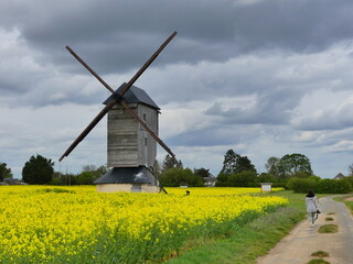 Champs de fleurs jaunes moulin à vent