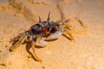 A small crab crawls across the sandy surface, showcasing its textured shell and multiple legs, as the warm tones of sunset reflect on the shore. The coastal environment provides a natural setting