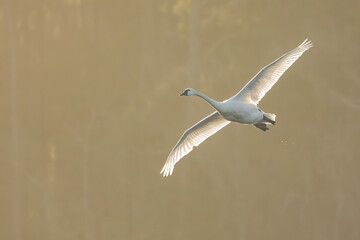 Tundra swan in flight