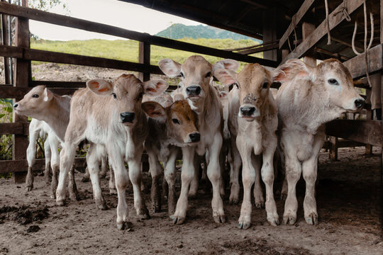 Varios terneros j&oacute;venes se agrupan en un establo de madera, observando con curiosidad. Su pelaje claro y sus orejas grandes resaltan sobre el suelo terroso. Al fondo, se aprecia un paisaje monta&ntilde;oso.