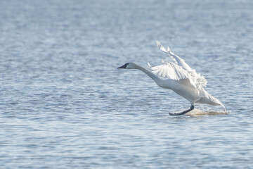 Tundra swans in flight