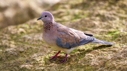 Laughing Dove on a rock. Spilopelia senegalensis, Bioparc, Doué la Fontaine, Doué en Anjou, Maine et Loire 49, Région Pays de la Loire, France, European Union, Europe