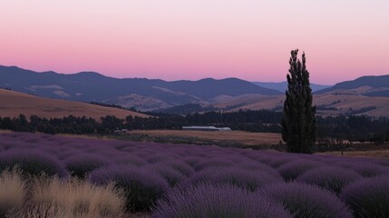 Rolling hills of lavender fields under a pastel sky at dusk, the perfect calming natural backdrop.