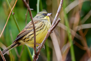 アオジの枝止まり