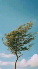 Obraz premium Windswept Tree Against A Clear Blue Sky