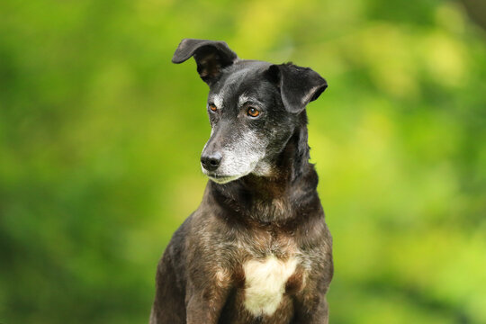 Aufmerksamer Blick:chwarzer Hund mit wei&szlig;er Brust Mischling Senior