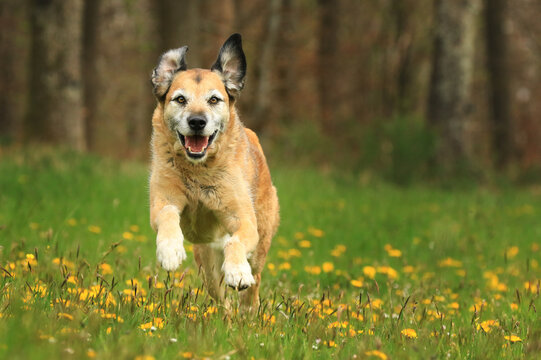 Mischling Hund l&auml;uft mit fliegenden Ohren im Galopp &uuml;ber Blumenwiese