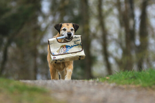 Beiger Hund apportiert Tasche mit Weltkarte