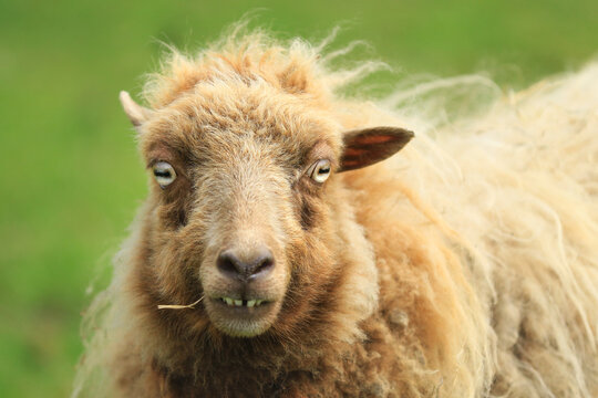 Lustiges Portrait von einem Schaf mit Grashalm
