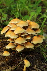 Cogumelos de Ortigueira.