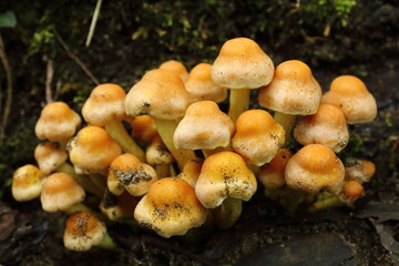 Setas de Ortigueira.
