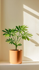 vibrant green plant in terracotta pot casts shadows on wall