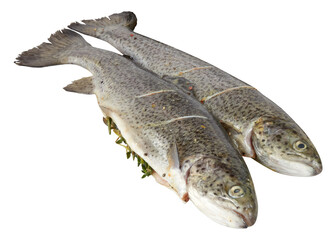 fresh salmon cut out isolated transparent background