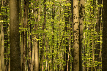 forest in spring, forest, beech, spring, young leaves, green, fresh, vegetation, tree trunks, sunny...