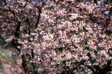 熱海梅園 2025年2月