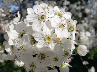 White flowers of blossoming apple tree on the tree in spring. Rain drops on petals.