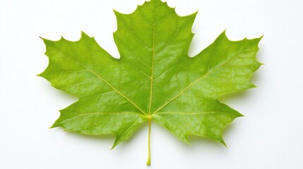 Close-up View of a Fresh Green Maple Leaf on a White Background with Glimmering Surface