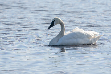 Tundra swan on a pond