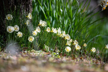 熱海梅園 2025年2月